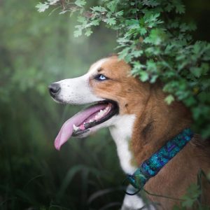 FOREST S 24-33cm (FO-S) - Εικόνα 2