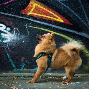 FOREST XL 47-71cm (FO-XL) - Εικόνα 5