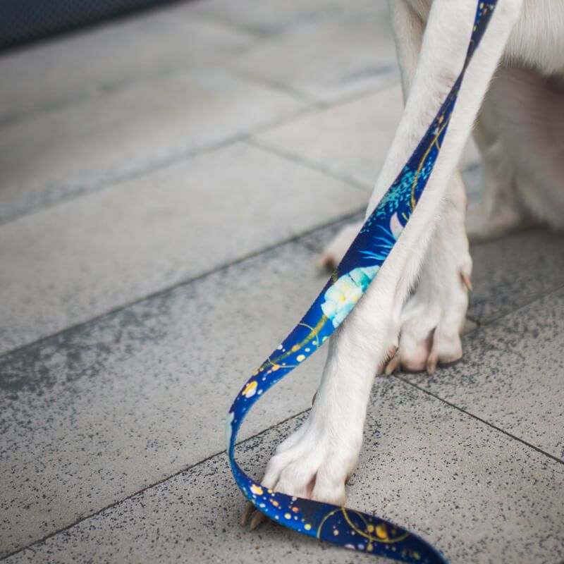 MAGIC NIGHT M 29-40cm (MN-M) - Εικόνα 8