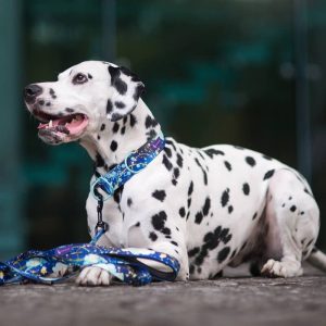 MAGIC NIGHT S (24CM-33CM) MN-S - Εικόνα 6