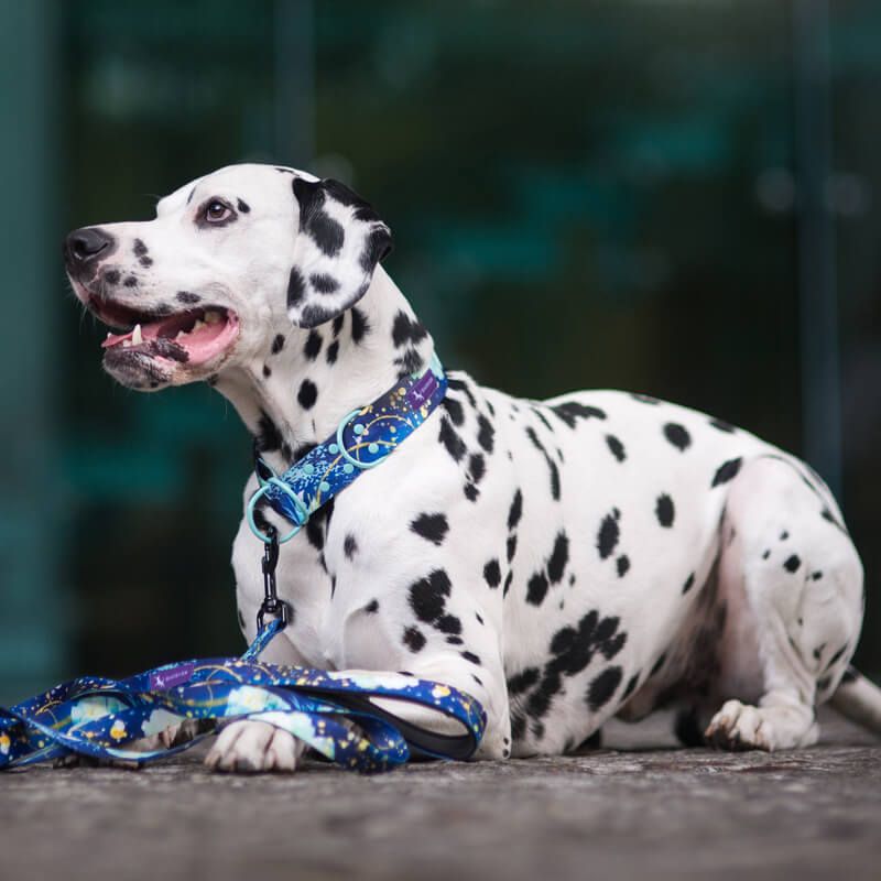 MAGIC NIGHT M 29-40cm (MN-M) - Εικόνα 6