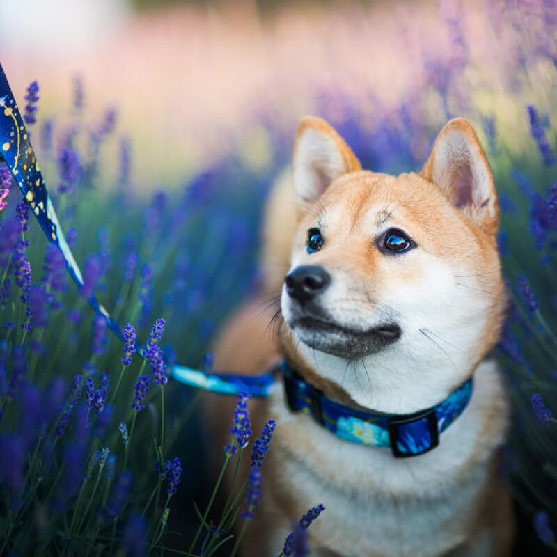 MAGIC NIGHT M 29-40cm (MN-M) - Εικόνα 5