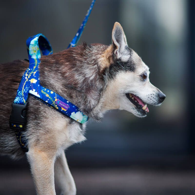 MAGIC NIGHT M 29-40cm (MN-M) - Εικόνα 4