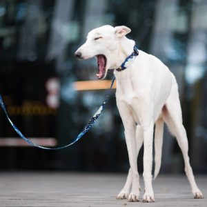 MAGIC NIGHT S (24CM-33CM) MN-S - Εικόνα 3