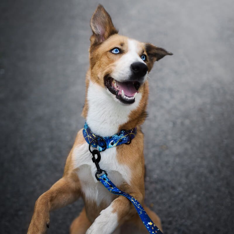 MAGIC NIGHT M 29-40cm (MN-M) - Εικόνα 2