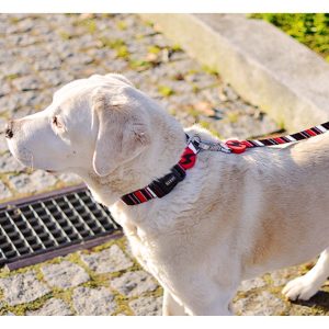 Περιλαίμιο Κολάρο Σκύλου Slide Dashi XSmall (DC00113) - Εικόνα 3