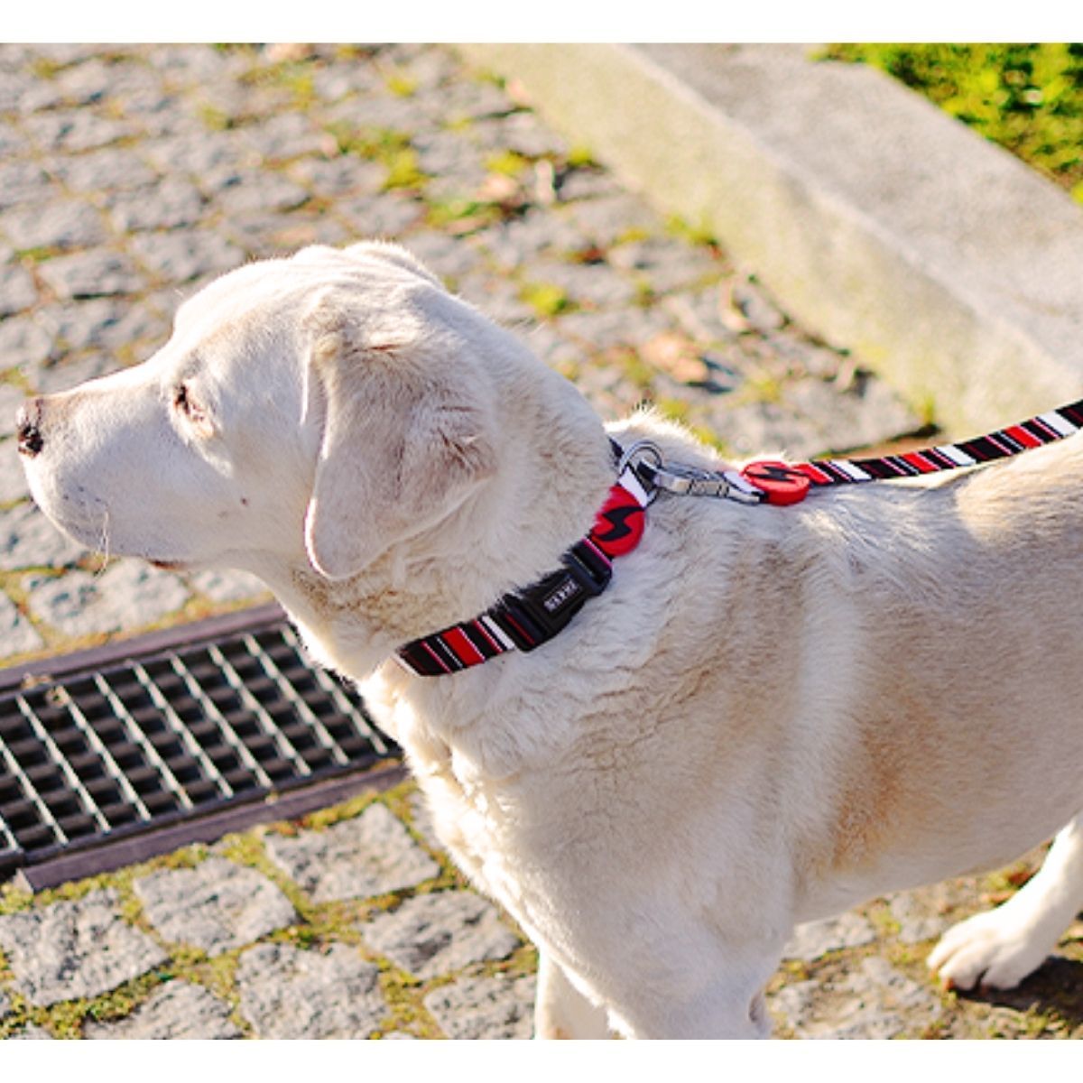Περιλαίμιο Κολάρο Σκύλου Slide Dashi XSmall (DC00113) - Εικόνα 3