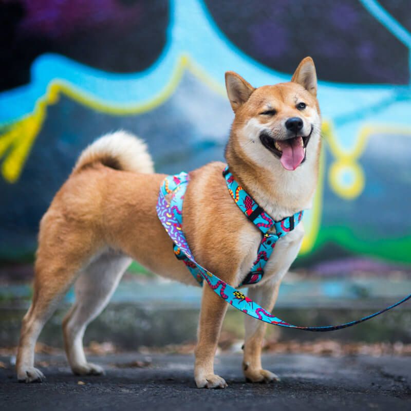 CRAZY SNAKE XL (47-71CM) CS-XL - Εικόνα 2