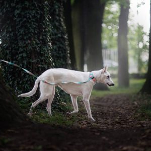 SPECIAL OCCASION S (24CM-33CM) SO-S - Εικόνα 3