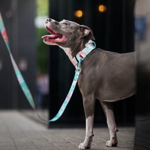 SPECIAL OCCASION S (24CM-33CM) SO-S - Εικόνα 5