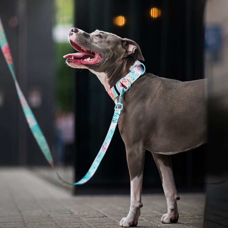 SPECIAL OCCASION L 40-62cm (SO-L) - Εικόνα 5