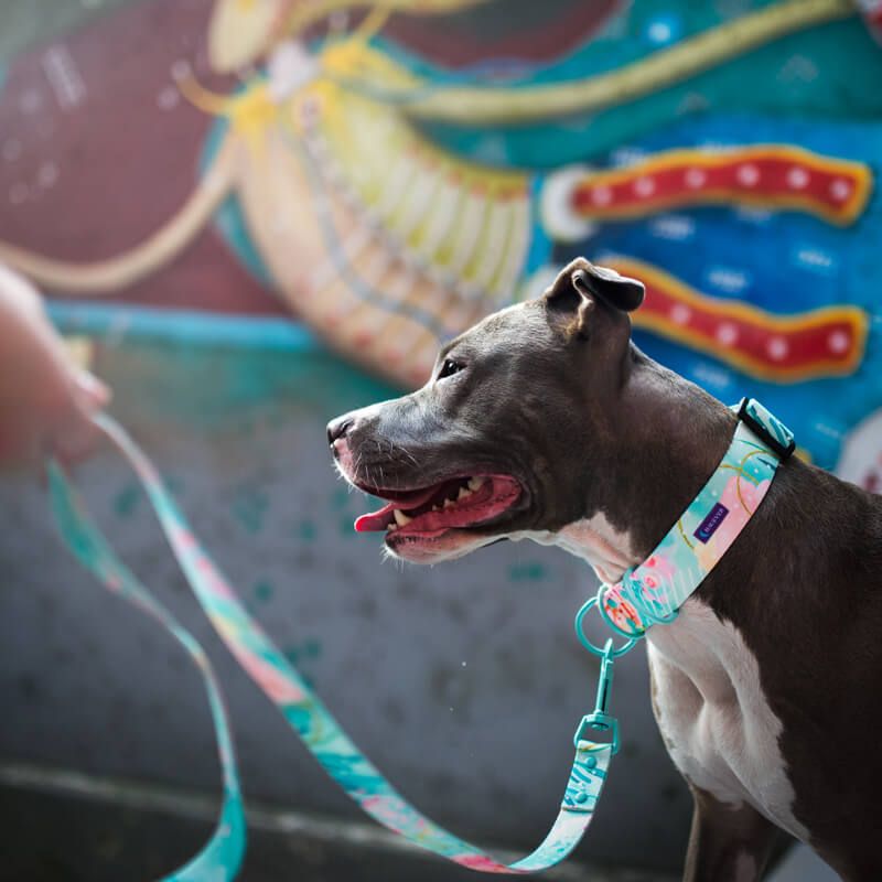 SPECIAL OCCASION L 40-62cm (SO-L) - Εικόνα 2