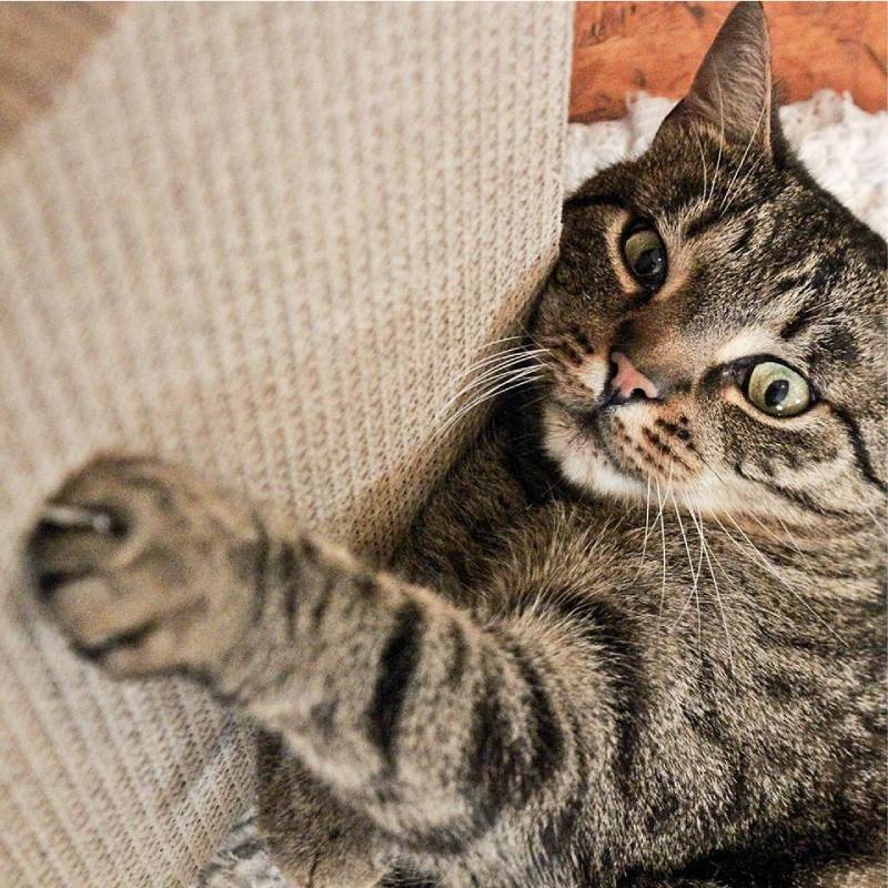 ΟΝΥΧΟΔΡΟΜΙΟ Akinu 28x38x4cm (307076) - Εικόνα 2