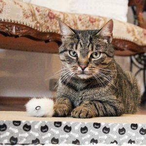 ΟΝΥΧΟΔΡΟΜΙΟ Akinu 28x38x4cm (307076) - Εικόνα 5