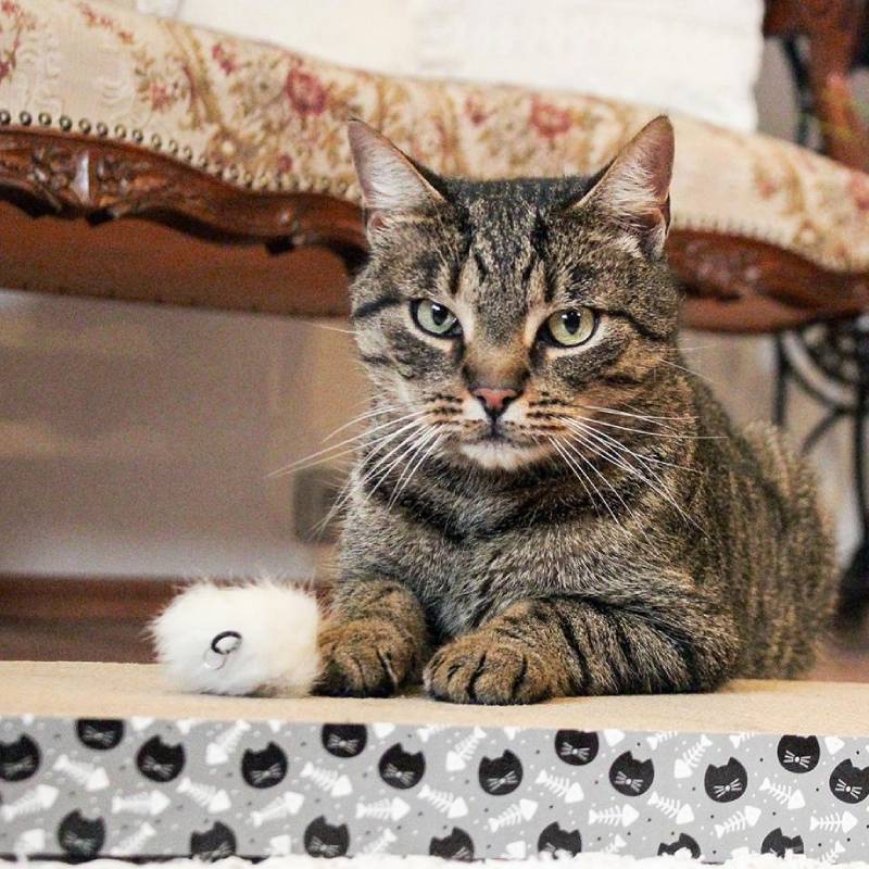 ΟΝΥΧΟΔΡΟΜΙΟ Akinu 28x38x4cm (307076) - Εικόνα 5