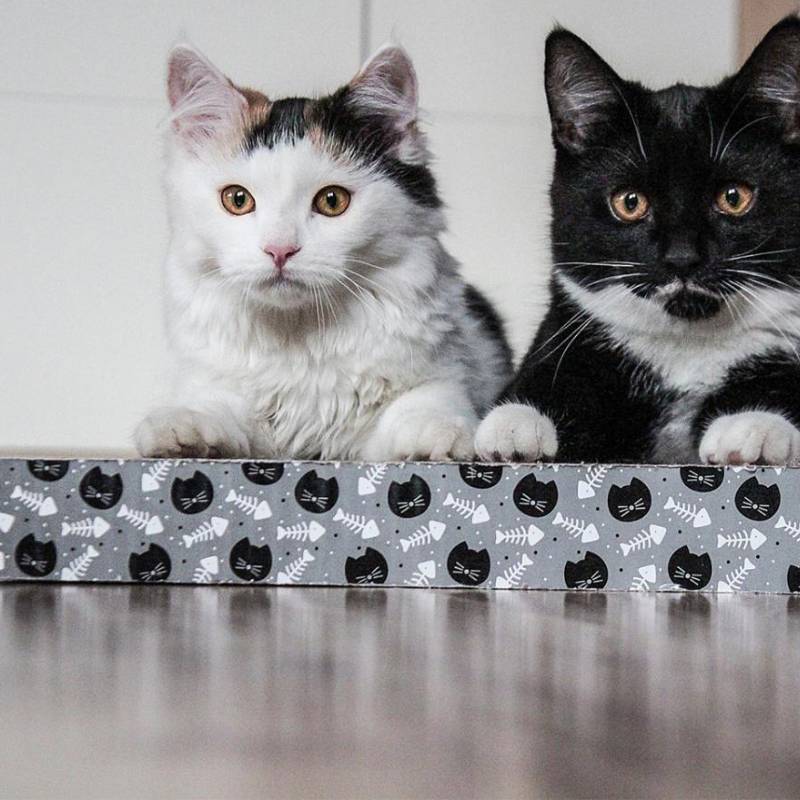 ΟΝΥΧΟΔΡΟΜΙΟ Akinu 28x38x4cm (307076) - Εικόνα 6