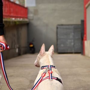 Λουρί Οδηγός Σκύλου Red & Blue Large Dashi (DL00198) - Εικόνα 3