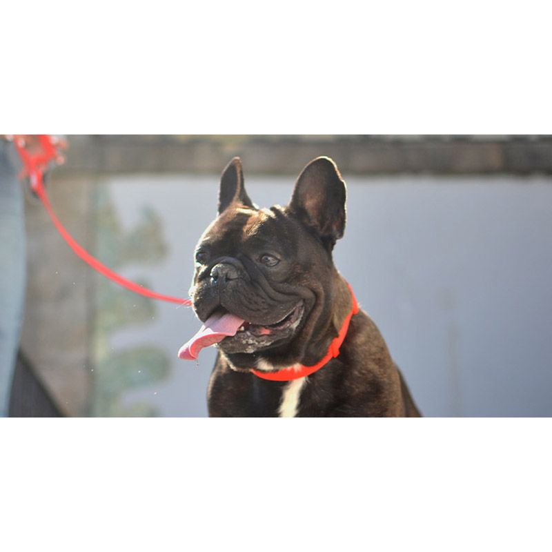 COLORFLEX RED COLLAR XSMALL (DC00229) - Εικόνα 2