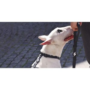 COLORFLEX BLACK LEASH SMALL (DL00224) - Εικόνα 3