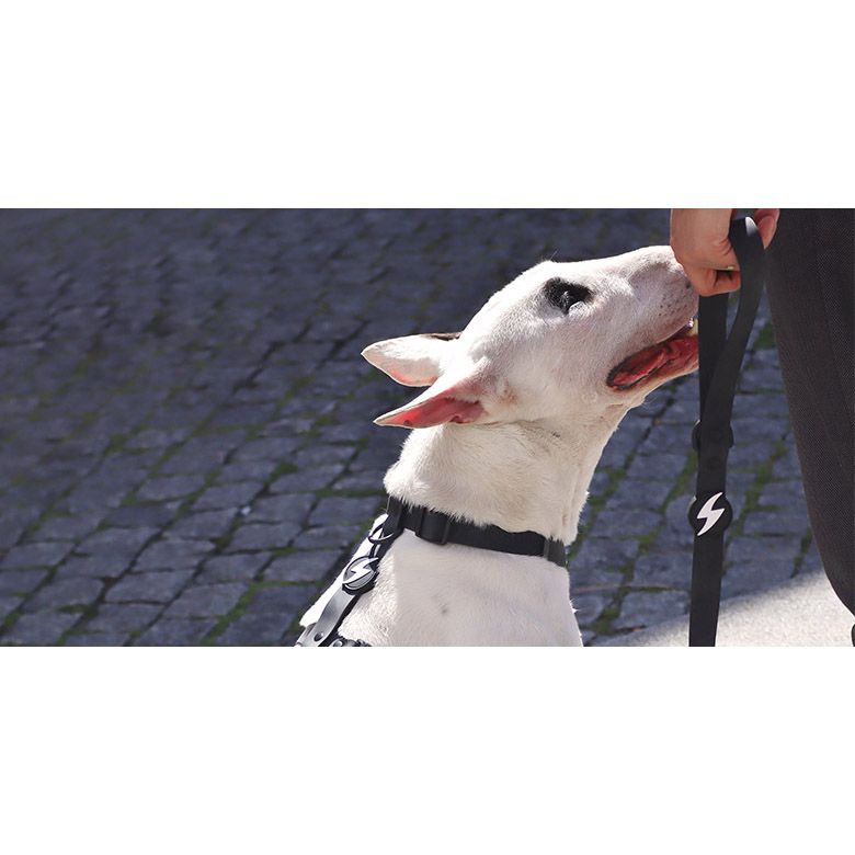 COLORFLEX BLACK LEASH SMALL (DL00224) - Εικόνα 3