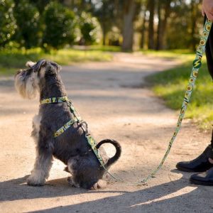 AVOCADO LEASH Xsmall (DL00187) - Εικόνα 2