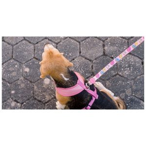 DONUT WORRY, BE SWEET DONUT LEASH – XSmall (DL00052) - Εικόνα 2