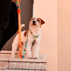 Λουρί Οδηγός Σκύλου Terracotta Medium Dashi (DL00185) - Εικόνα 3