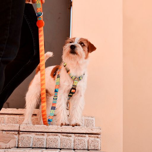 Λουρί Οδηγός Σκύλου Terracotta Small Dashi (DL00184) - Εικόνα 3