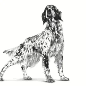 Royal Canin VHN Renal Special Dog 10kg